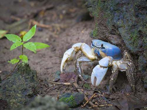 christmas island swell lodge photo tour example 33